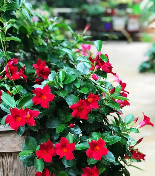 万里飘香藤,万里飘香藤一年开几次花(被称作"热带藤本皇后"的飘香藤)