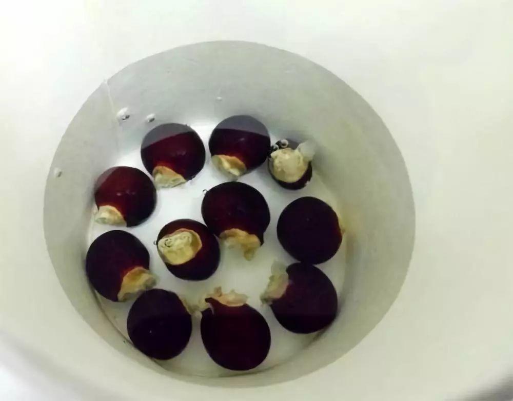 吃完龙眼黑色的种子不要扔,埋上土浇上水,它会长出龙眼树