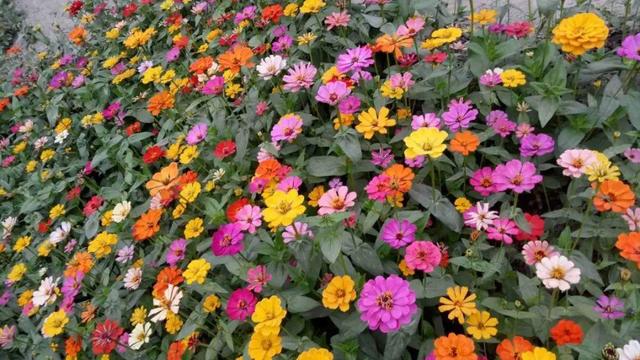 紫薇花什么季节开花，紫薇什么时候开花（温度高也不休眠）