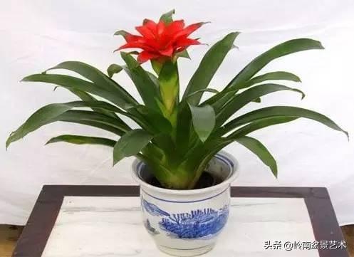 属猪女种什么植物旺财，属猪女种什么植物旺财旺运（养什么植物最旺财运）