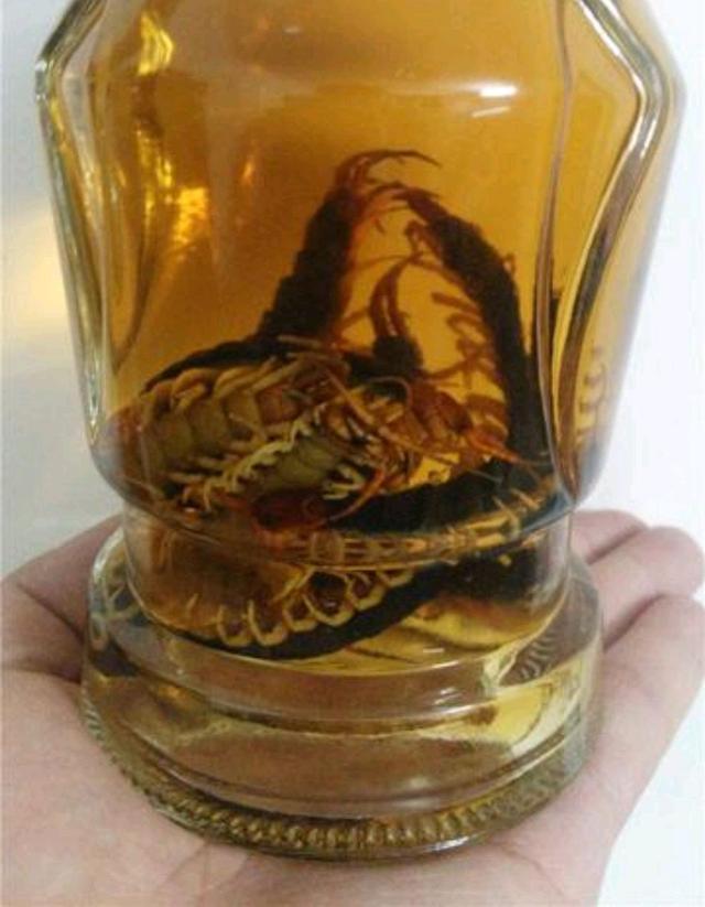 黑蚂蚁泡酒的危害，黑蚂蚁泡酒的功效与作用（男子喝用黑蚂蚁秘制的药酒后心肌梗死）