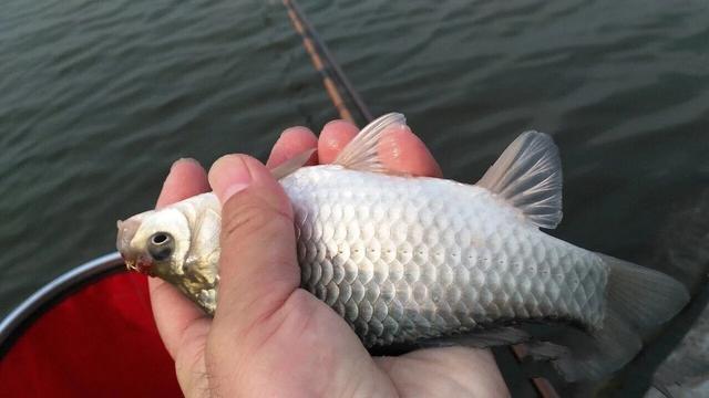 漂什么过什么的成语，漂什么过什么的成语四个字（漂相背后藏着鱼情的变化）