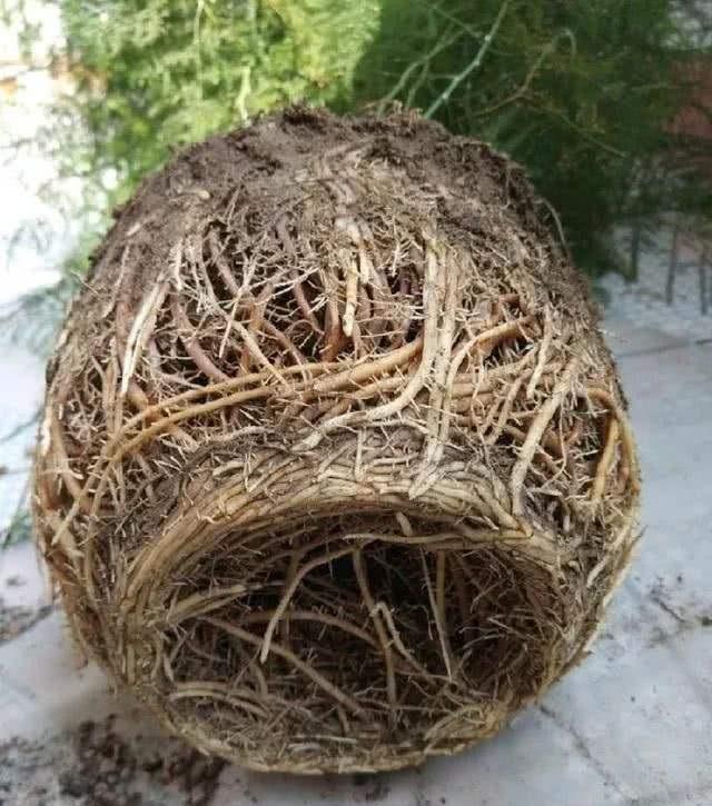 文竹盆栽的养殖方法，文竹的养法（养文竹牢记“5技巧”）