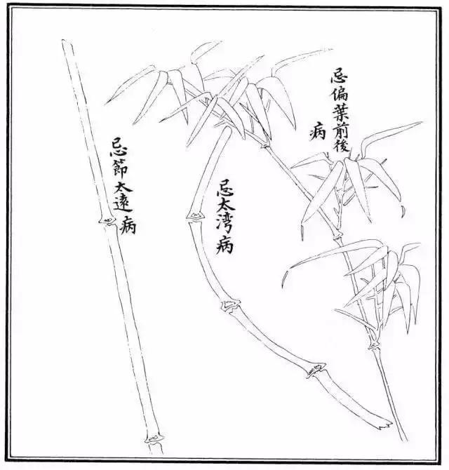 竹子漂亮简单画法,怎样画竹子最好看又简单 竹子漂亮简单画法,怎样画竹子最好看又简单