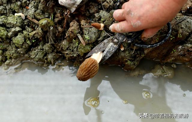 阳雀菌怎么做好吃,阳雀菌怎么吃最好(原来只能吃山上的)