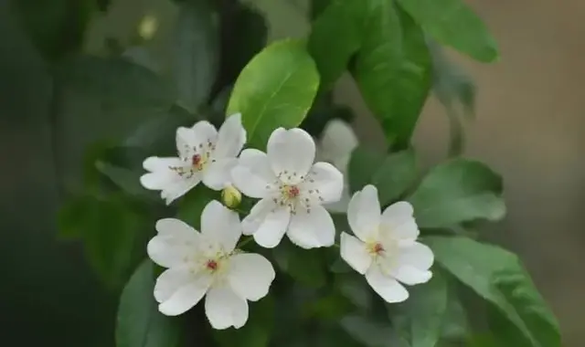 花诗歌，花之歌的作者是谁（50种花卉配50首古诗）