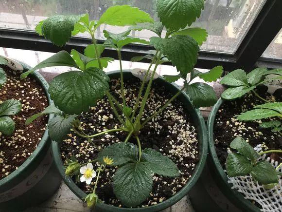 霸王花是火龙果的花吗，昙花、霸王花、火龙果花和令箭荷花的区别（奶奶把一根枝插土里）