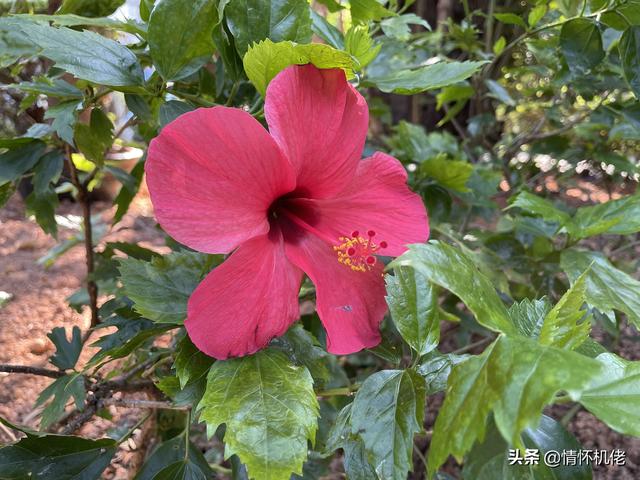 诺基亚n95手机好吗，回顾诺基亚N95