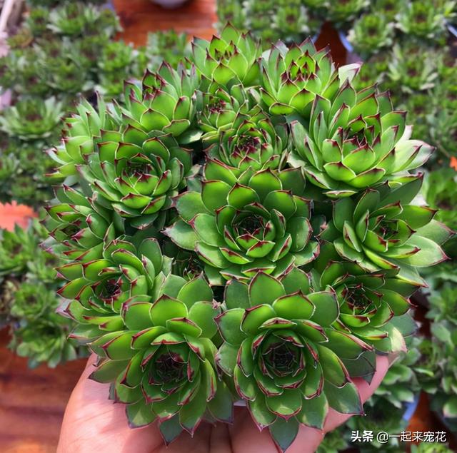 多肉好看的品种有哪些，什么品种的多肉最好看（盘点5种好养又好看的多肉）