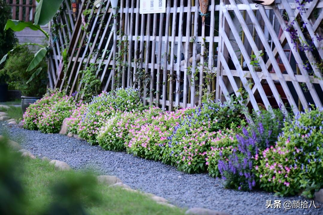 角堇一年开几次花，角堇一年生吗（一整面风车茉莉的花墙被拆掉了）