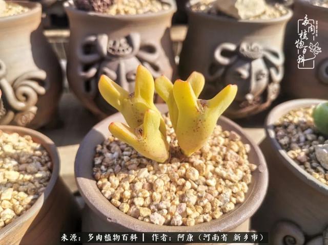 2021九·一八事变是多少周年，2021年是九一八事变的几周年（献给2021最好的春天）