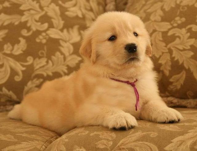 金毛幼犬喂养小常识,金毛一般买公的还是母的(如何喂养金毛幼犬)