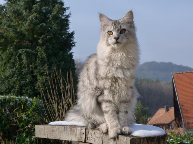 猫咪品种大全及图片，猫咪品种大全及价格（猫咪品种图片价格大全）