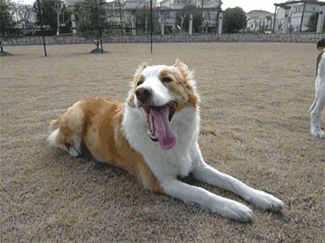 办狗证有什么用，狗狗办了狗证有什么用（狗狗或面临被“处死”风险）