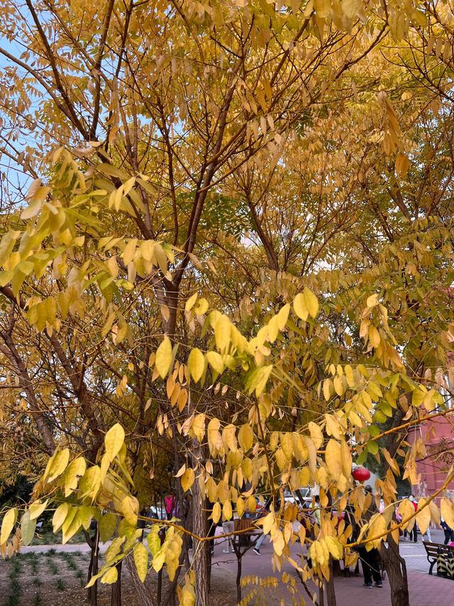 小区里的景色，小区里的景色真美呀（秋天里的小区美景图片）
