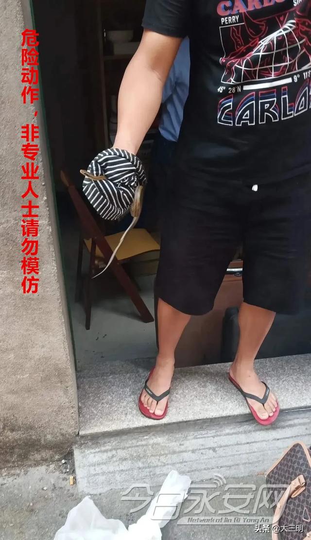 蛇的形态特征和生活习性，蛇的形态特点（永安人，蛇出没）