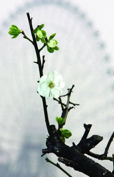 梅花什么颜色，冬天的梅花什么颜色（在古诗词中优雅地绽放）