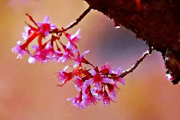 樱花是什么颜色，樱花有哪些品种和颜色（早樱、晚樱、垂枝樱、云南樱简介）