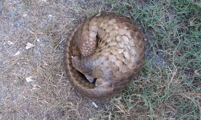 穿山甲是什么动物，穿山甲是哪种动物（为什么是被贩运最多的哺乳动物）