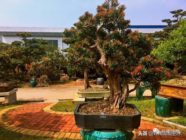 罗汉松盆景欣赏精品，海岛罗汉松——我的红颜知己