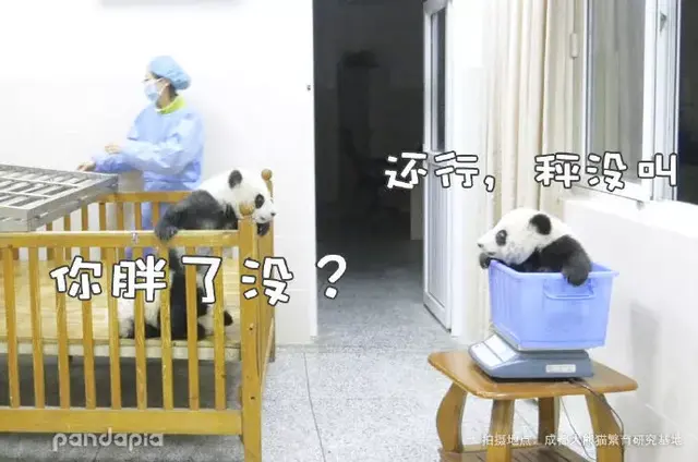 哈哈哈，精致熊猫女孩的一天。，哈哈哈哈哈第一季免费观看（，“猪猪”女孩——“雅竹”图片）