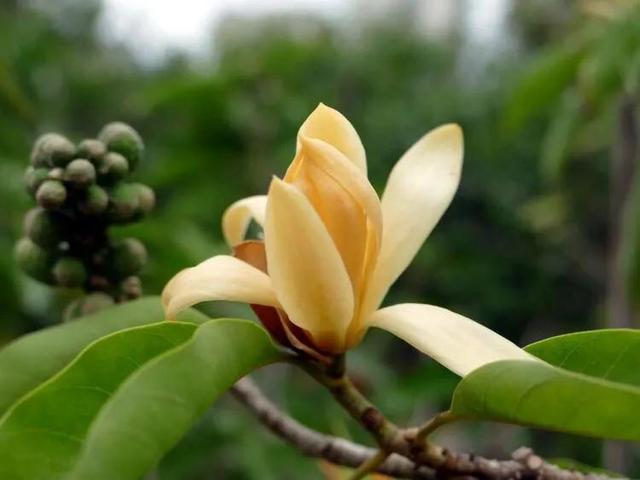 黄兰  黄兰图片,黄桷兰黄叶的原因和处理办法(黄葛兰树图片)