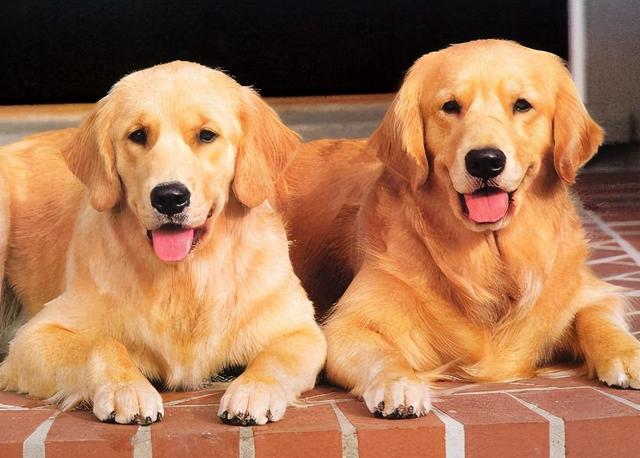 狗一般能活多久，狗能活多久（7种常见狗狗的“寿命榜”）