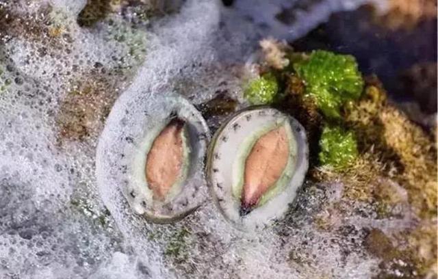 20种鲍鱼种类，世界鲍鱼品种大全