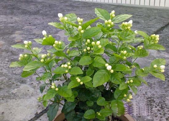 鸳鸯茉莉的养殖方法和注意事项，鸳鸯茉莉叶子发黄老是掉叶子（掌握正确养殖方法）