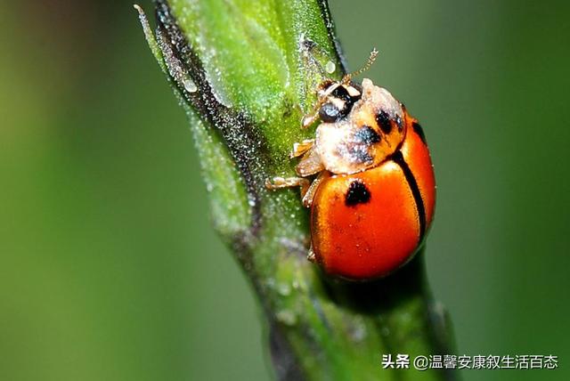 昆虫的主要特征，简述昆虫的主要形态特征（昆虫……你又了解多少呢）