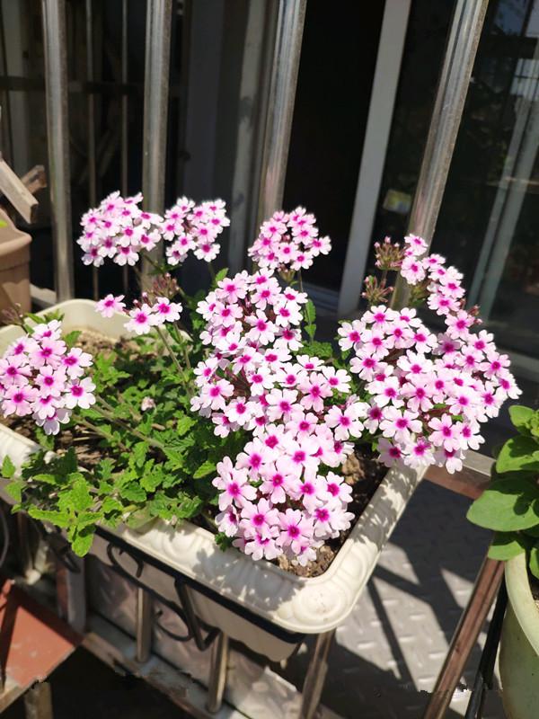 马鞭草花期多久，马鞭草生长期多少天（此种盆栽植物）