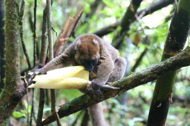 常见的猴子有哪些种类，猴子都有什么种类（但种群已濒临灭绝的边缘）