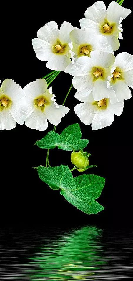 全屏手机壁纸，苹果手机动态壁纸下载 免费 全屏（36张精美无字迹图片）