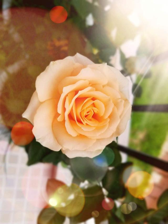 玫瑰花怎么修剪，玫瑰花如何修剪枝条较好（送人既有心意又有新意）