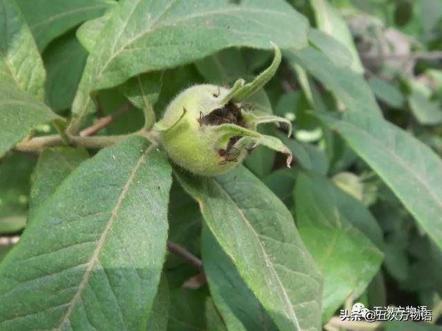 绣线菊亚科植物多具瞢荚果,少为蒴果,瞢荚果由离生心皮发育而来,是初生性状，或原始性状,蒴果由合（草莓上的小麻点真的只是种子吗）