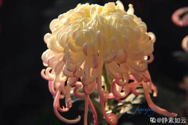 荷花有几种颜色，莲花有几种颜色分别是象征什么（1盆菊花售价1.2万）