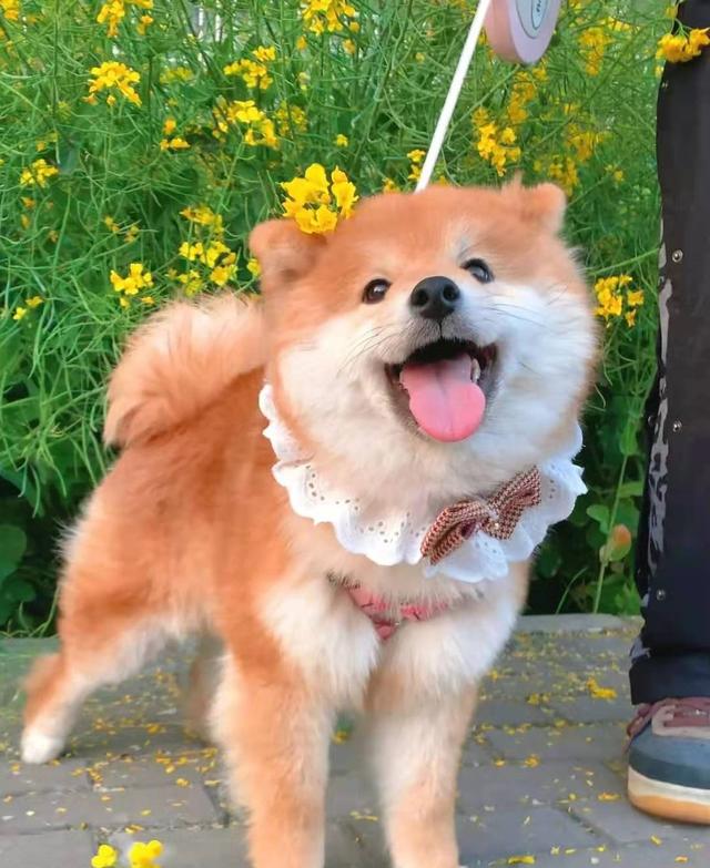 柴犬尴尬期后的表现，柴犬尴尬期鬼见愁
