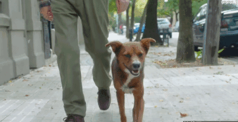 办狗证有什么用，狗狗办了狗证有什么用（狗狗或面临被“处死”风险）