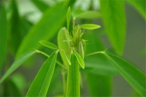 神奇的植物有哪些，世界上最神奇的植物（十种奇特的自然界植物）