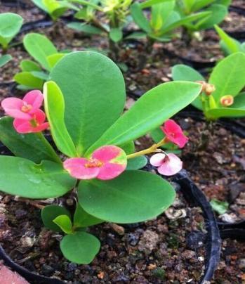 虎刺梅，虎刺梅“有毒”很多人还是养家里（虎刺梅黄叶是怎么回事）