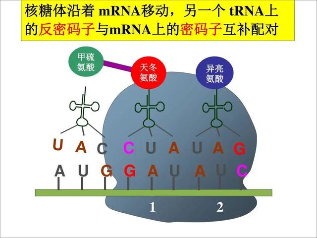 高尔基体的功能，高尔基体结构和功能（DNA里隐藏了生命所有的秘密）
