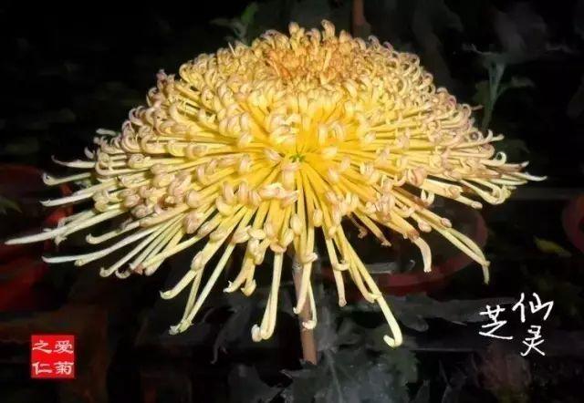 世界最美菊花80种太美了，金秋十月赏菊花——世界最美菊花80种送给您