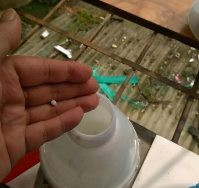 绿萝怎么养才能更旺盛，绿萝怎么养才能更旺盛用什么肥料