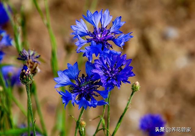 蓝色矢车菊的花语，蓝花矢车菊的花语（最名贵的蓝色矢车菊，也最美）
