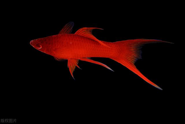 对对红的养殖方法和注意事项，对红怎么养,对红的养殖方法和注意事项（要学会创造条件）