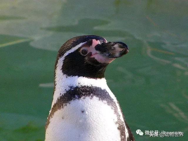 企鹅都有哪几种分别生活在哪里呢，企鹅都有哪些（详解世界上的18种企鹅<一>）