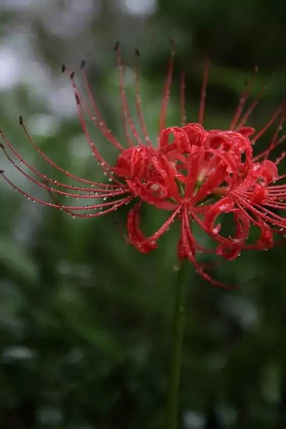 彼岸花，微信头像，彼岸花（48张彼岸花图，真是美极了）