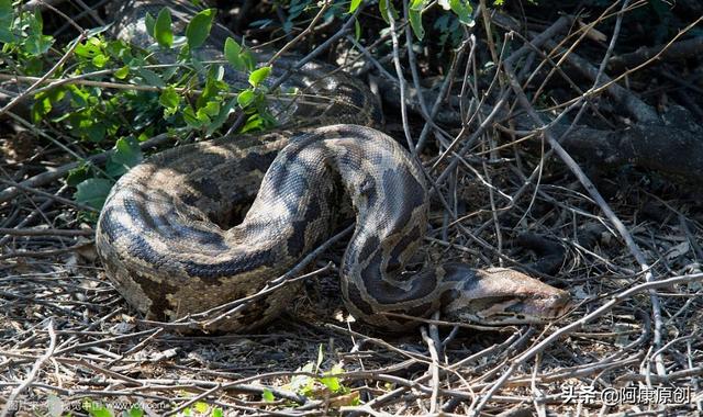 蛇怎么爬行，蛇怎么爬行的优美描写（大家喜欢蛇这种爬行动物吗）