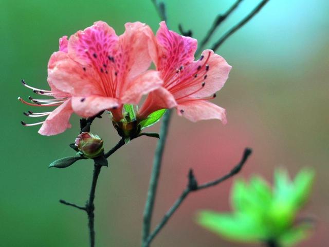杜鹃花的养殖方法，杜鹃花的养殖方法和注意事项