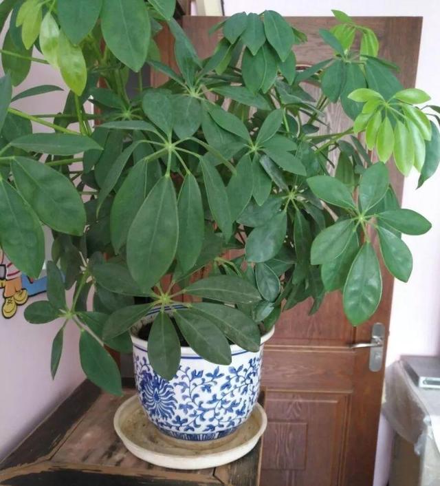 鹅掌柴的作用与功效，鹅掌柴的功效与作用（一养就能养20年）